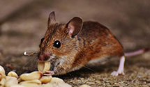 24 Hour & Emergency Exterminators in West Baraboo, WI